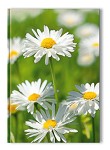 A5 notitieboek
blanco
'ganzenbloem'